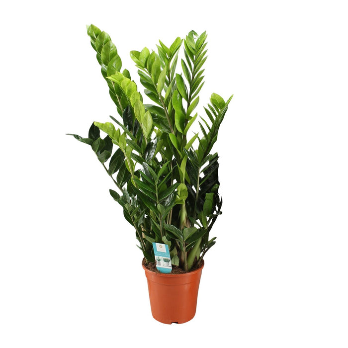 Zamioculcas Zamiifolia - ZZ Plant - ↕95cm - Ø21cm