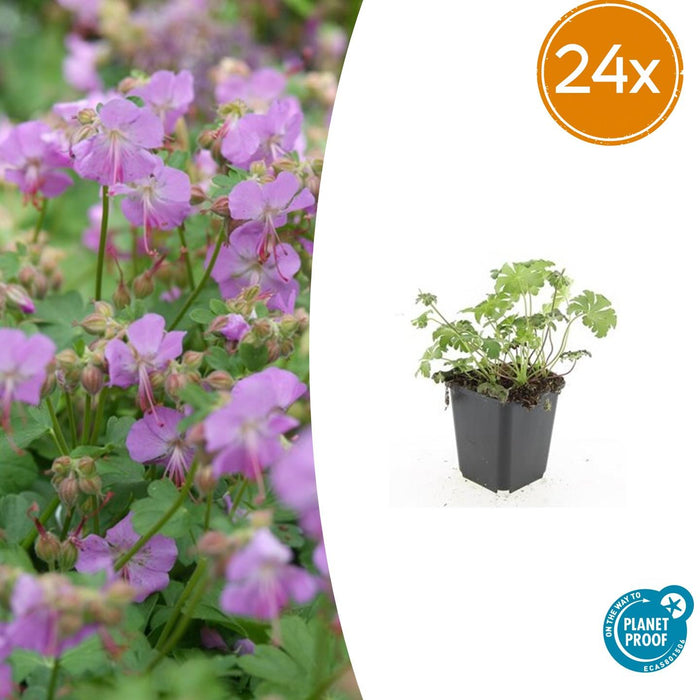 Geranium cant. 'Cambridge' - ↕10-25cm - Ø9cm - 24x