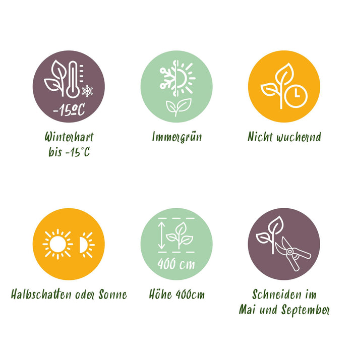 Haagplanten - Ligustrum ovalifolium Aureum - blad geel groen - 8 planten - 1 strekkende meter - groenblijvend - pot  9cm hoogte 35-40cm