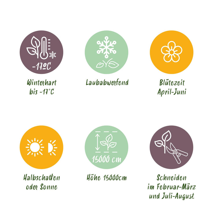 Blauwe regen - Wisteria floribunda Tricolour - Bloemen Blauw Roze Wit - ↕40cm - Ø11cm - 3x