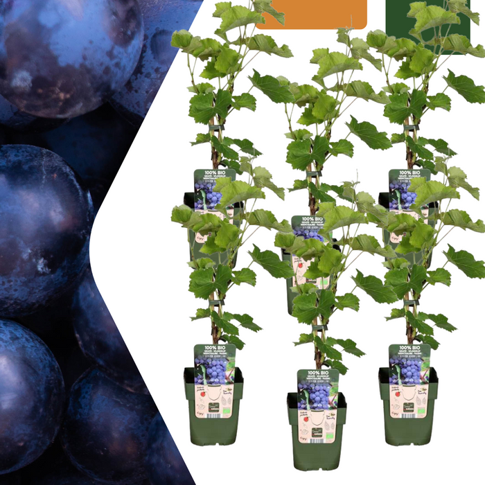 Druivenplanten Biologisch - ↕20cm - Ø13cm - 6x