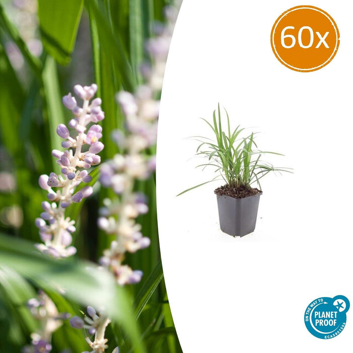 Liriope muscari 'Moneymaker' - Leliegras - ↕10-25cm - Ø9cm - 60x