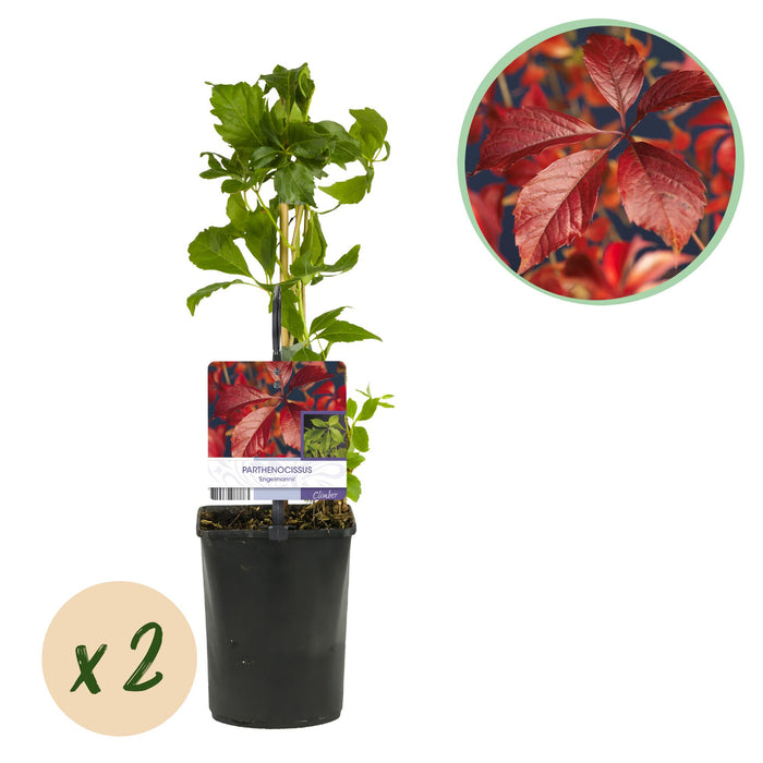 Wilde Wingerd - Parthenocissus Engelmannii - Blad Groen later Rood - ↕40cm - Ø11cm - 2x