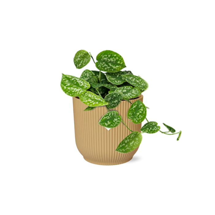 Scindapsus Pictus ‘Argyraeus’ in elho Vibes Fold Ø14cm geel