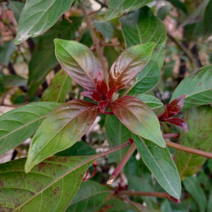 Heesters - Cornus alba Kesselringii - Paarse Takken - 1 Plant - Bladverliezend - Weinig Onderhoud - Pot 17cm Hoogte 45cm