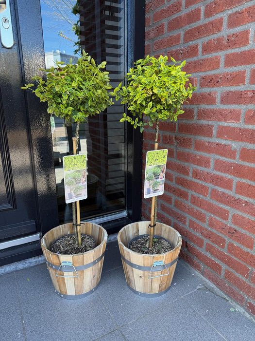 Tuinplant - Euonymus fortunei Emerald n Gold - Plant op stam - Terras Plant - Bladhoudend - Weinig Onderhoud - Pot 19cm Hoogte 90cm