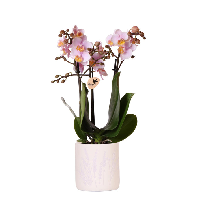 Roze orchidee Andorra + Floral sierpot Lavendel - Ø9cm - Bloeiende kamerplant