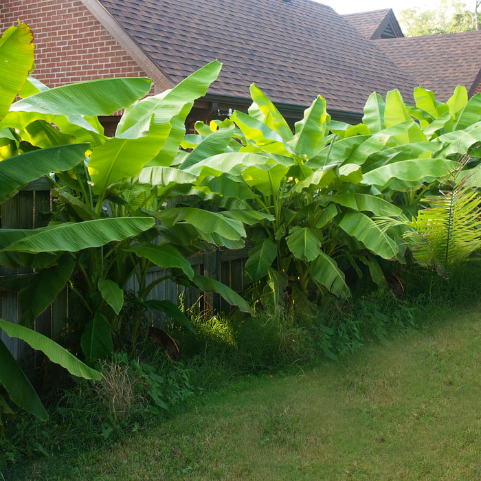 Fruitplant - Bananen plant - Musa Basjoo - Winterhard - 2 planten - Pot 17cm Hoogte 40cm
