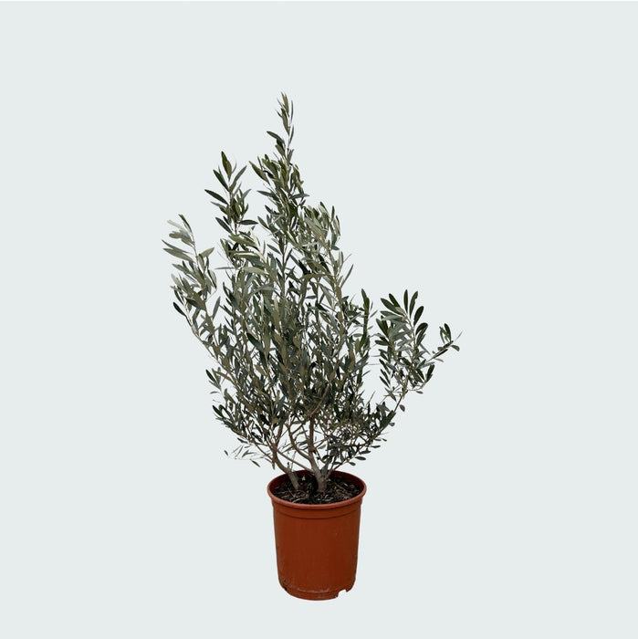 Olea Europaea (Olijf) Struik - 100 cm