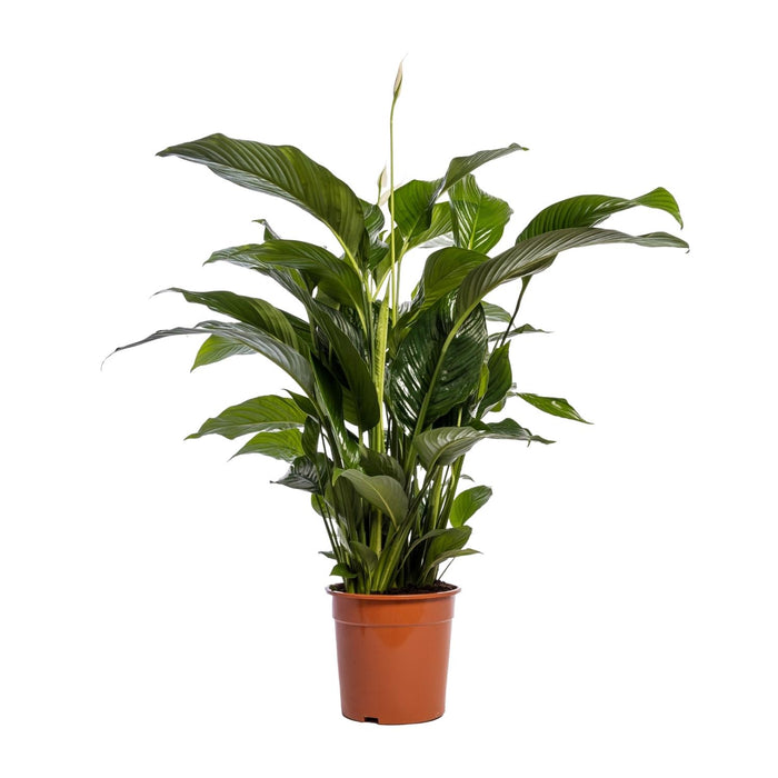 Spathiphyllum Bellini - Lepelplant - ↕100cm - Ø24cm