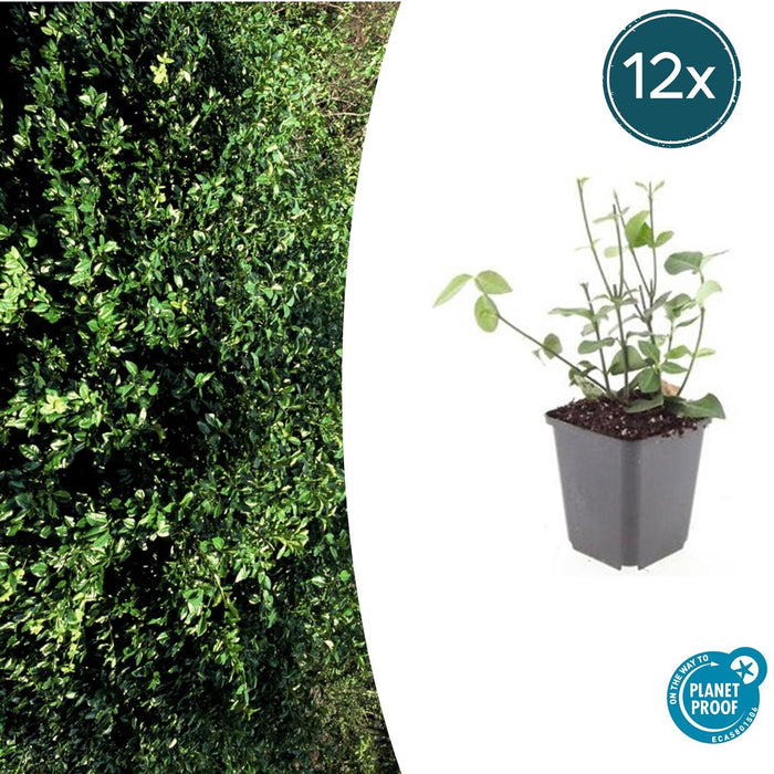 Euonymus Fortunei 'Coloratus' - Japanse Kardinaalsmuts - ↕10-25cm - Ø9cm - 12x