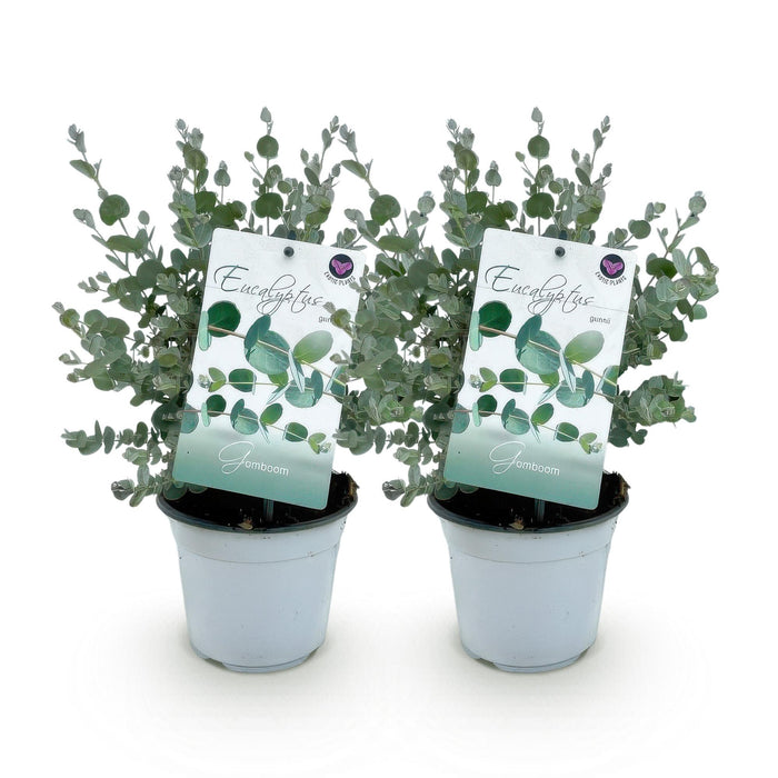 Terrasplant - Eucalyptus boom - Eucalyptus gunni - Grijs - 2 Planten - Winterhard - Pot 14cm Hoogte 30cm