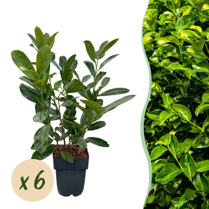 Haagplanten - Prunus laurocerasus Rotundifolia - blad groen - 6 planten - 1 strekkende meter - groenblijvend - pot 17cm hoogte 50cm