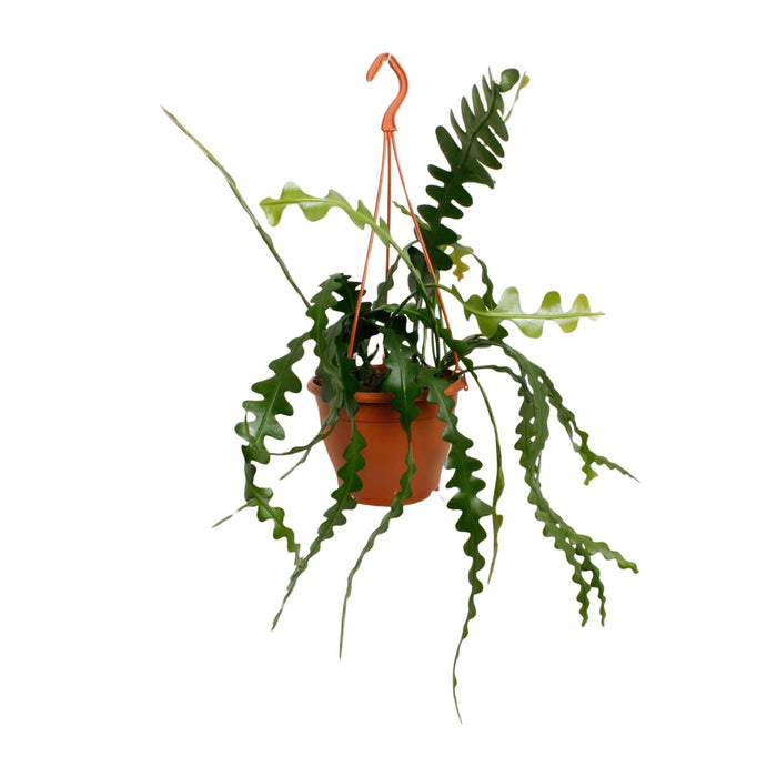 Epiphyllum Anguliger - Zaagcactus - ↕35cm - Ø17cm