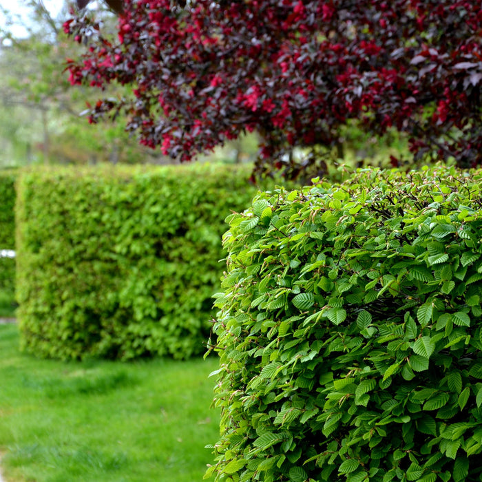 Haagplanten - Carpinus betulus -  blad groen - 6 planten - 1 strekkende meter - bladverliezend - pot 17cm hoogte 55cm