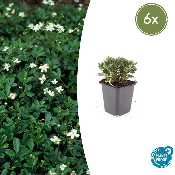 Potentilla tridentata 'Nuuk' - Ganzerik - ↕10-25cm - Ø9cm - 6x