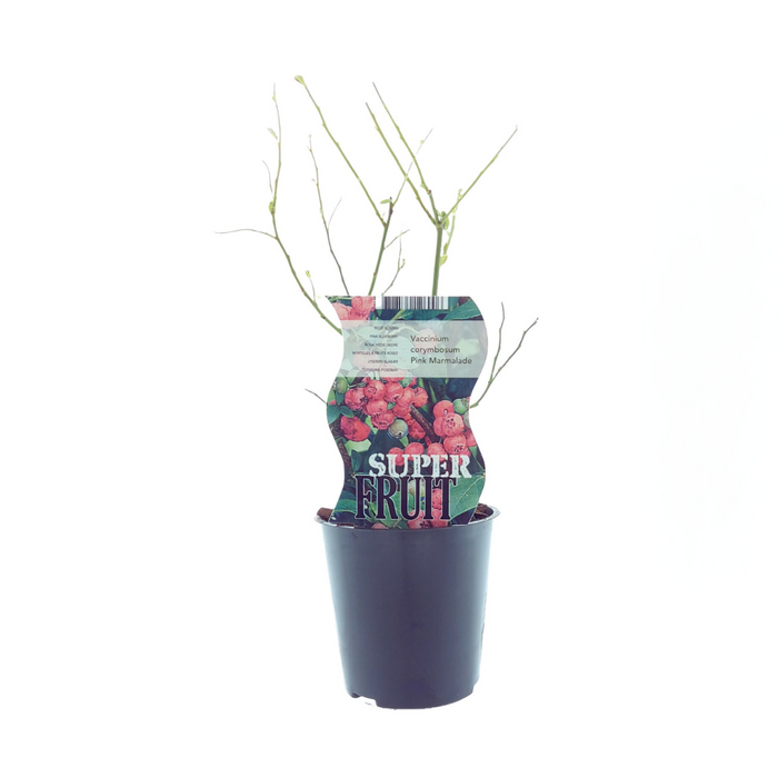Vaccinium Pink Marmelade - Roze bosbes - ↕30cm - Ø12cm