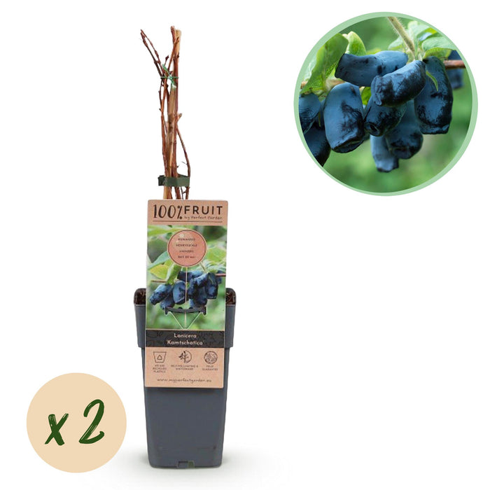 Fruitplant - Honingbes - Lonicera caerulea Kamchatika - Blauwe Bes - 2 planten - Pot 15cm Hoogte 50cm
