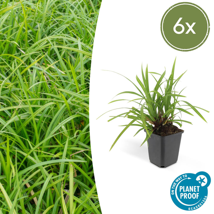 Carex morrowii 'Irish Green' - Zegge - ↕10-25cm - Ø9cm - 6x