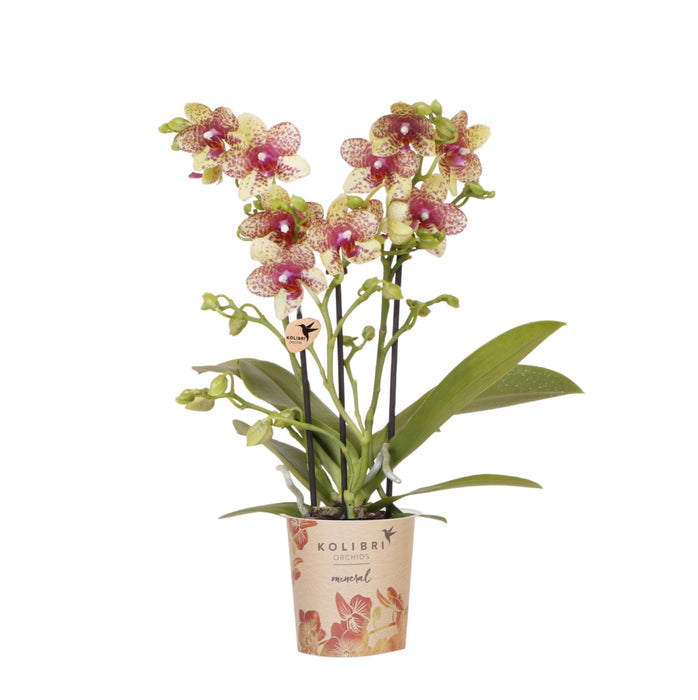 Oranje gele phalaenopsis orchidee potmaat Ø9cm | Grosseto | bloeiende kamerplant