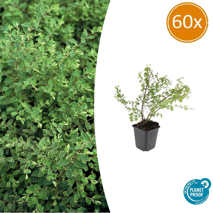Symphoricarpos chenaultii 'Hancock' - Sneeuwbes - ↕10-25cm - Ø9cm - 60x