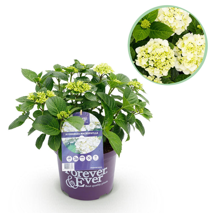 Terrasplant - Hortensia - Hydrangea Forever & Ever - Wit - 7-12 Bloemen - Pot 23cm Hoogte 55cm