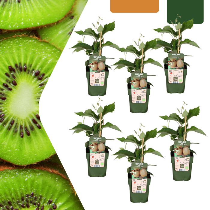 Kiwiplanten - Biologisch - ↕20cm - Ø13cm - 6x