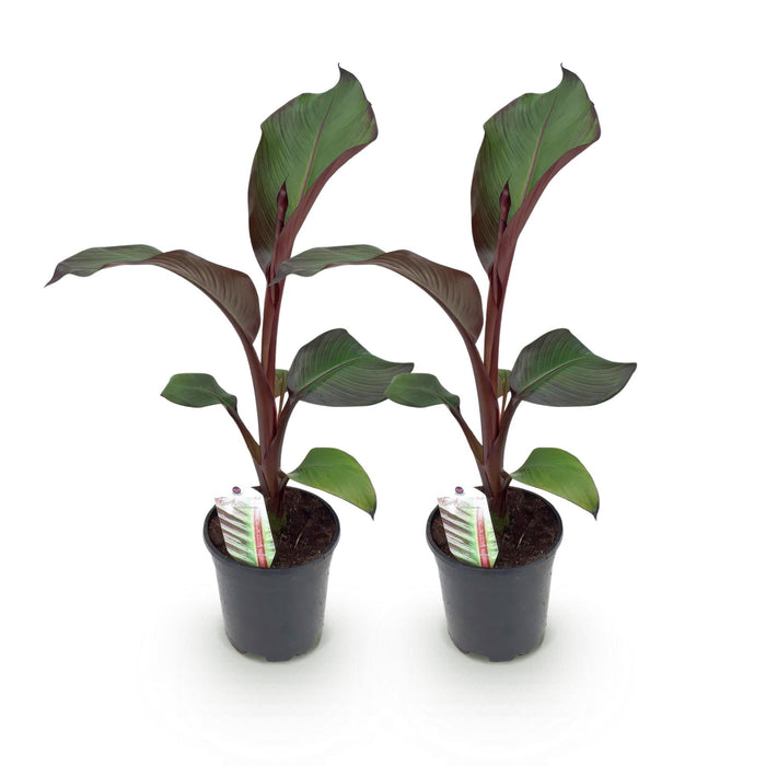 Fruitplant - Bananen plant - Ensete ventricosum Maurelli - Winterhard - 2 planten - Pot 17cm Hoogte 40cm