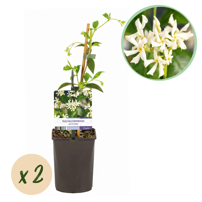 Toscaanse jasmijn - Trachelospermum jasminoides - Bloem Wit - Groenblijvend - 2 planten - Pot 11cm Hoogte 40cm