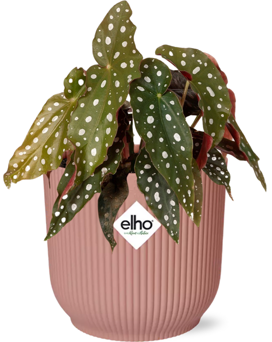 Begonia Maculata + elho Vibes Fold Ø14cm roze