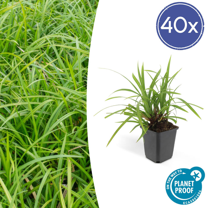 Carex morrowii 'Irish Green' - Zegge - ↕10-25cm - Ø9cm - 40x