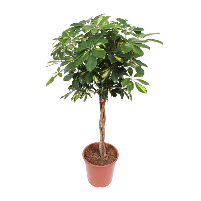 Schefflera Gold Capella - ↕120cm - Ø27cm
