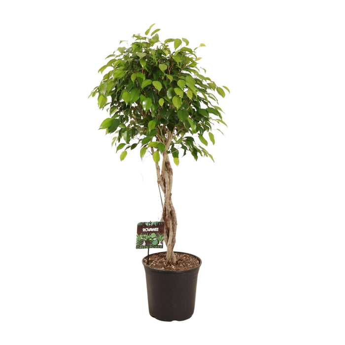 Ficus Benjamina Exotica - ↕120cm - Ø27cm