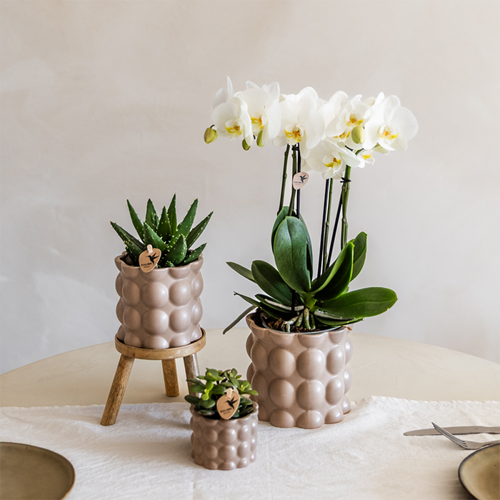 Plantenset Cotton zand | Groene planten met witte Phalaenopsis orchidee Ghent in keramieken sierpotten