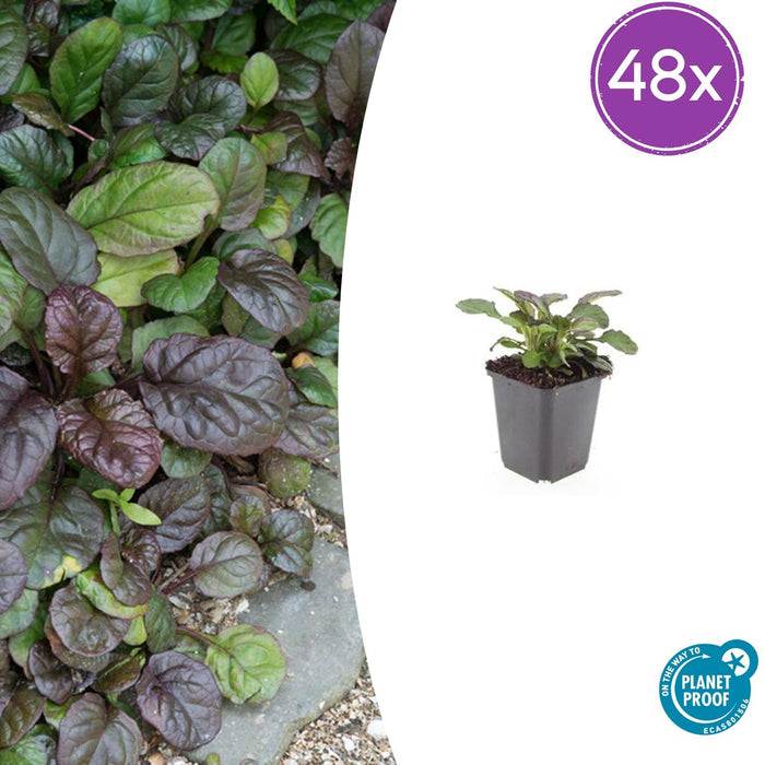 Ajuga reptans 'Catlin's Giant' - Kruipend Zenegroen - ↕10-25cm - Ø9cm - 48x