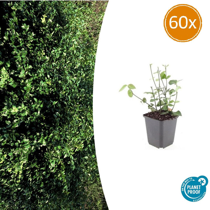 Euonymus fortunei 'Coloratus' - Japanse Kardinaalsmuts - ↕10-25cm - Ø9cm - 60x