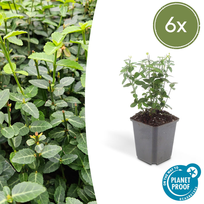 Euonymus fortunei radicans - Japanse Kardinaalsmuts - ↕10-25cm - Ø9cm - 6x