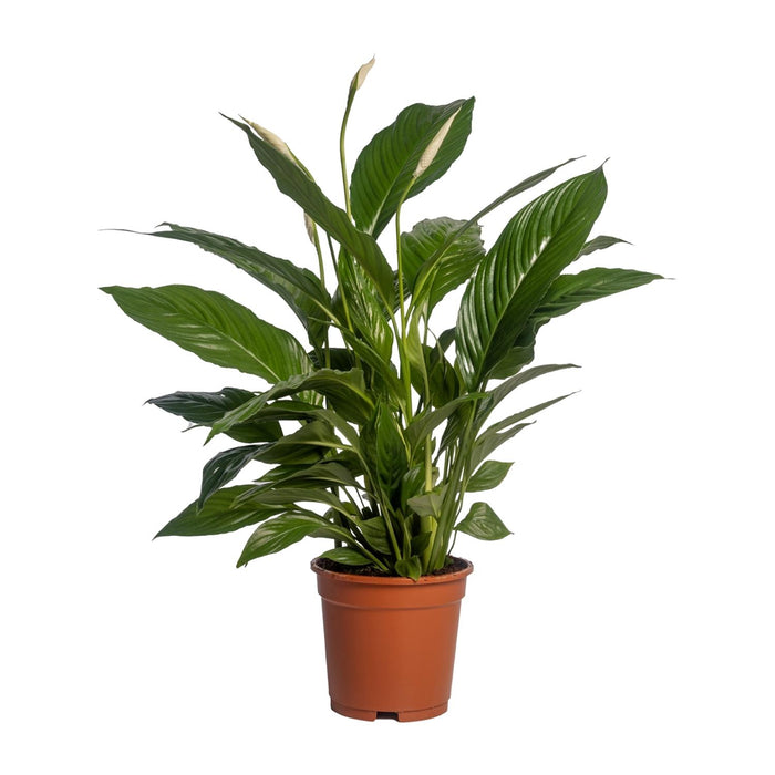 Spathiphyllum Vivaldi - Lepelplant - ↕70cm - Ø17cm