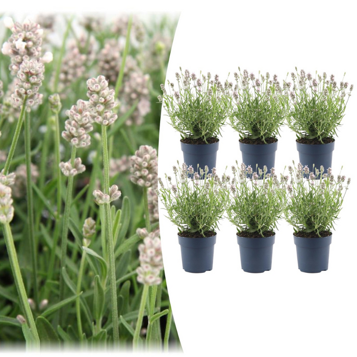 Lavandula Angustifolia Felice® - Lavendel Planten - Ø12cm - 6x