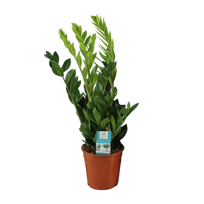 Zamioculcas Zamiifolia - ZZ Plant - ↕65cm - Ø17cm