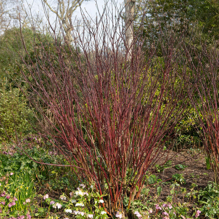 Heesters - Cornus alba Kesselringii - Paarse Takken - 1 Plant - Bladverliezend - Weinig Onderhoud - Pot 17cm Hoogte 45cm