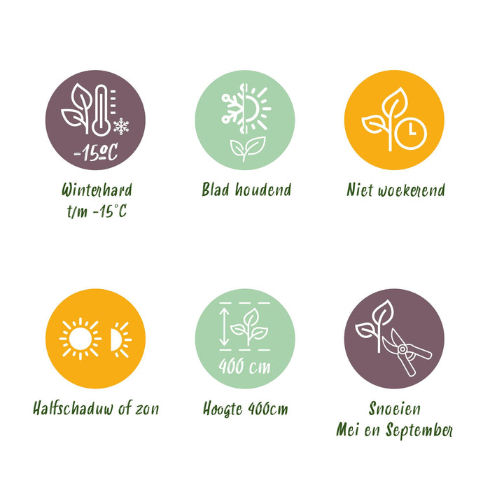 Haagplanten - Ligustrum ovalifolium Aureum - blad geel groen - 8 planten - 1 strekkende meter - groenblijvend - pot  9cm hoogte 35-40cm