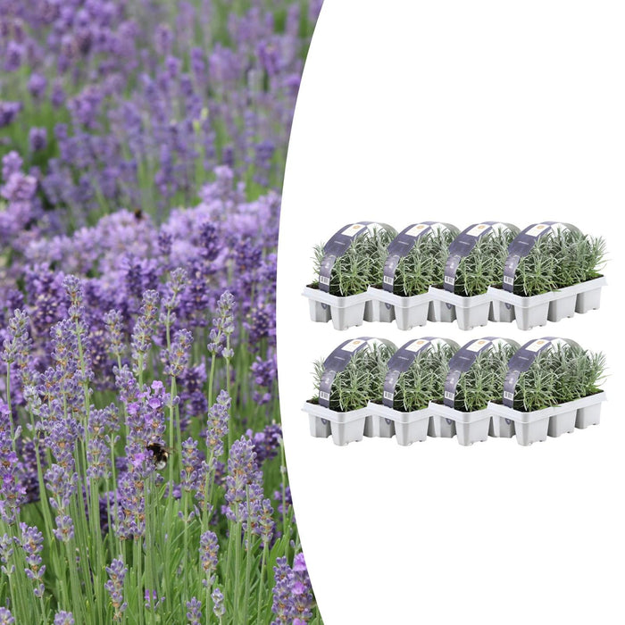 Lavendel Angustifolia - ↕15cm - Ø7cm - 48x