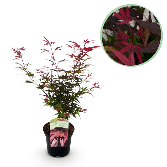 Terrasplant - Japanse Esdoorn - Acer palmatum Shaina - Rood - Bladverliezend - ↕70cm - Ø19cm