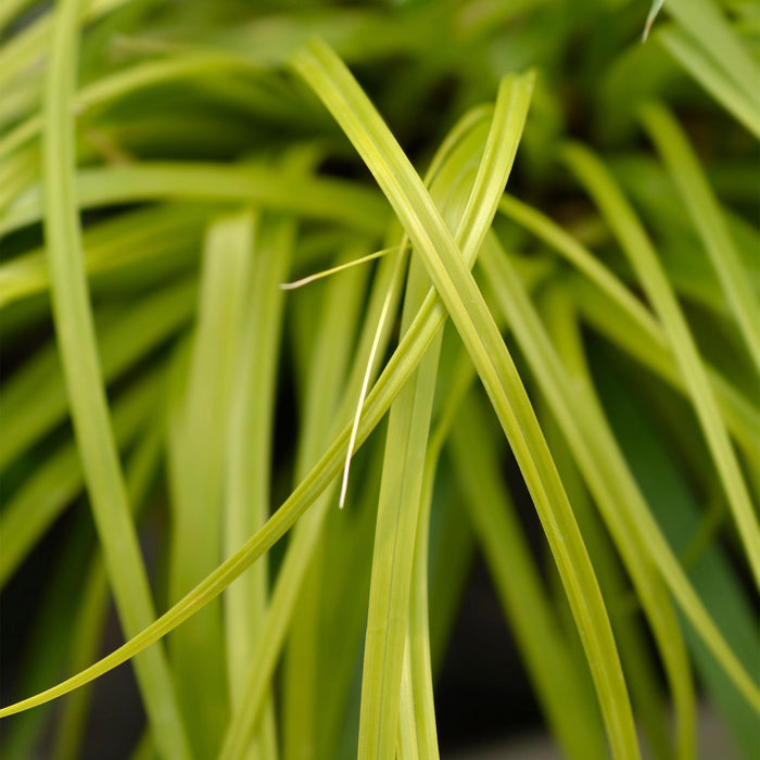 Carex oshimensis Everillo - Geel - 4 Planten - Bladhoudend - Weinig Onderhoud - Pot 17cm Hoogte 50cm