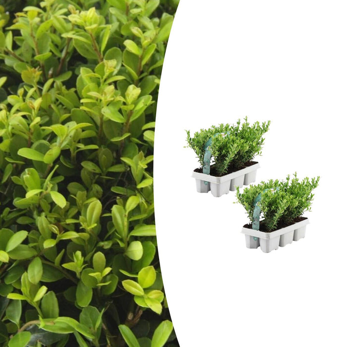 Ilex crenata 'Jenny' - ↕15cm - Ø7cm - 12x