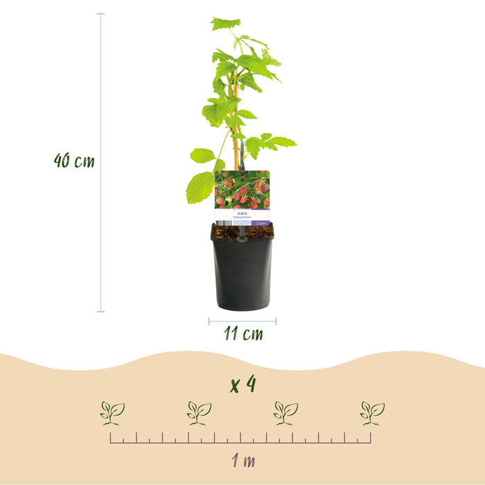Fruitplant - Framboos - Rubus Mailing Promise  - Rode Framboos - 2 planten -  Pot 11cm Hoogte 40cm