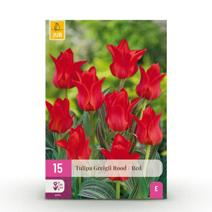 Bloembollen - Tulp Greigii Red - Kleur Rood - 15 stuks - Bolmaat 11/12 - XXL Pack