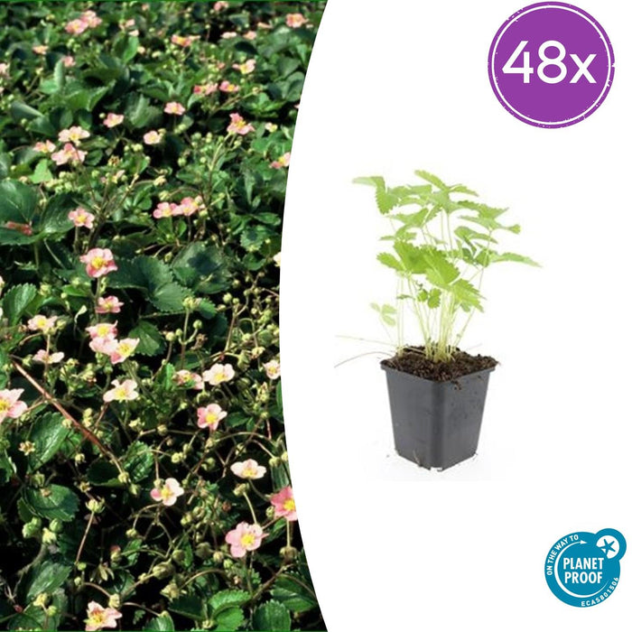 Fragaria vesca - ↕10-25cm - Ø9cm - 48x