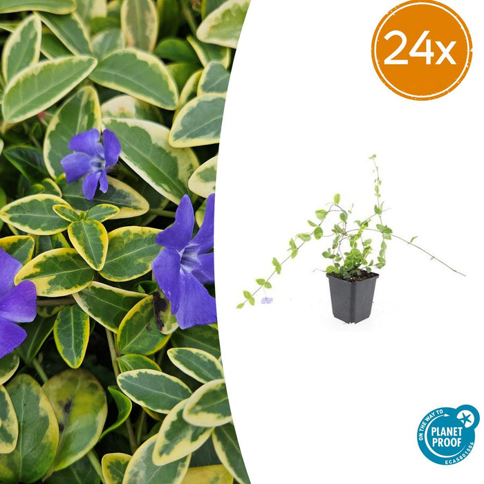 Vinca minor 'Blue and Gold' - ↕10-25cm - Ø9cm - 24x